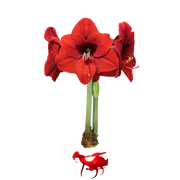 Red Flower White Wax with Red Splatter Base 36+ 18 bulbs