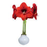 Red Lion White Wax Base 36+ Case Of 18