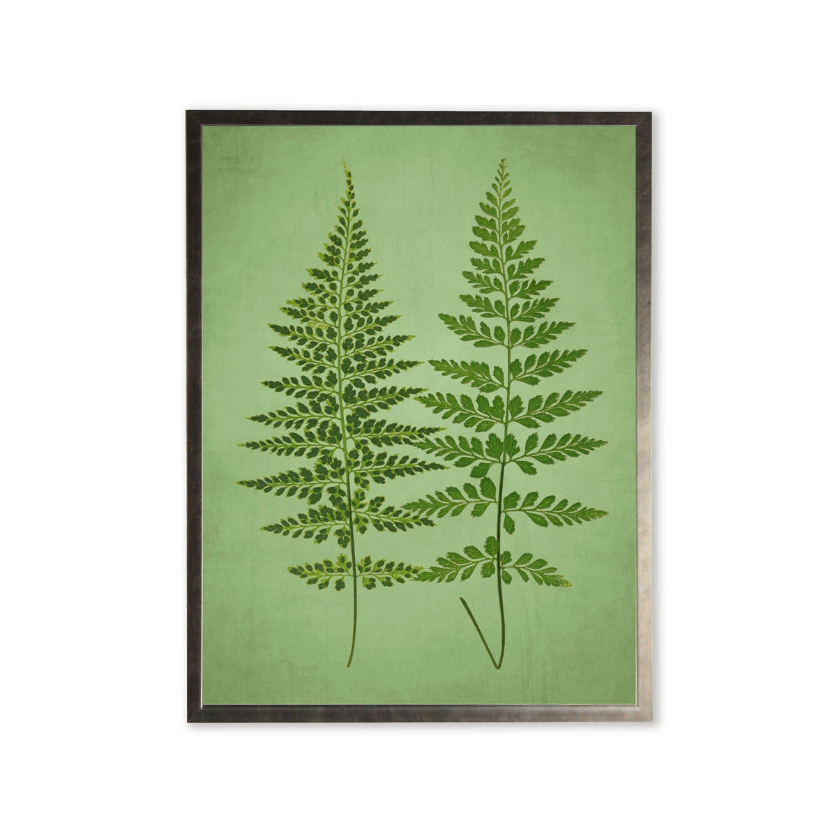Ferns in Silver Frame
