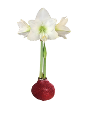 White Flower Red Glitter Base 36+ 18 Bulbs/Case