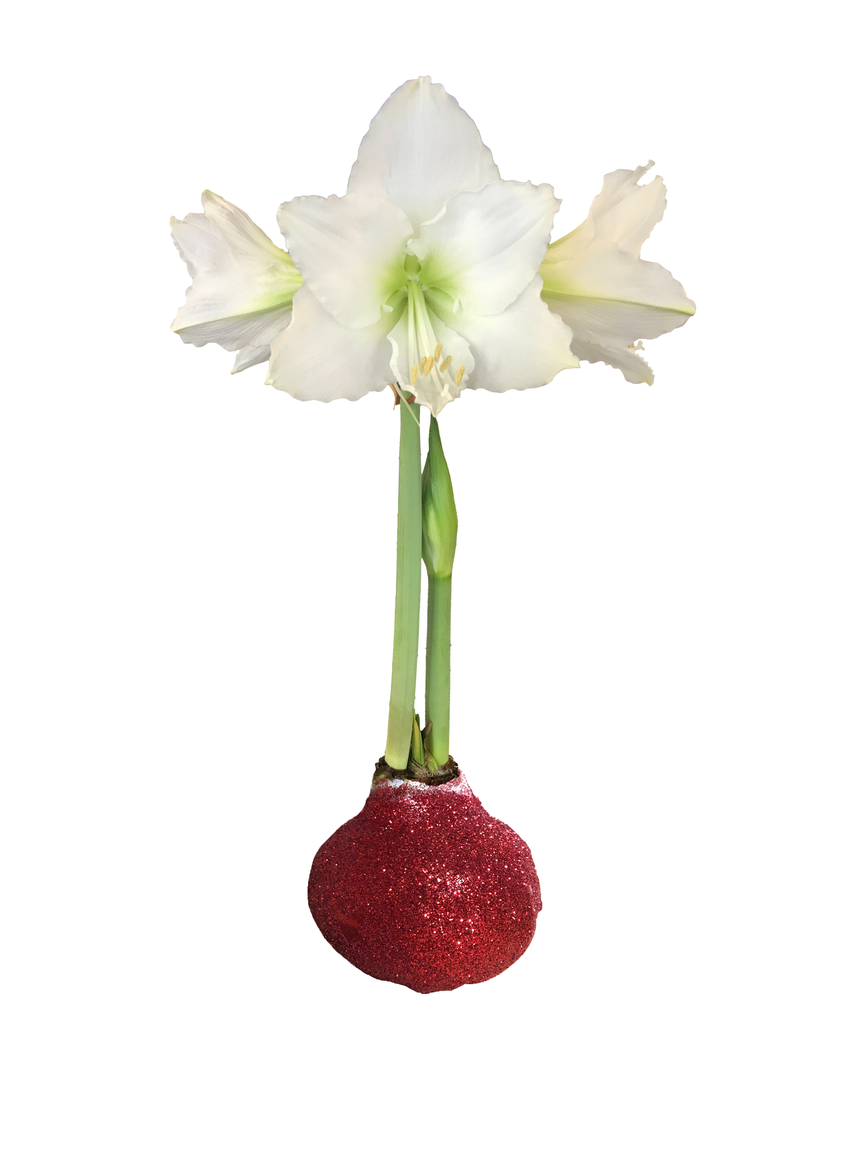 White Flower Red Glitter Base 36+ 18 Bulbs/Case