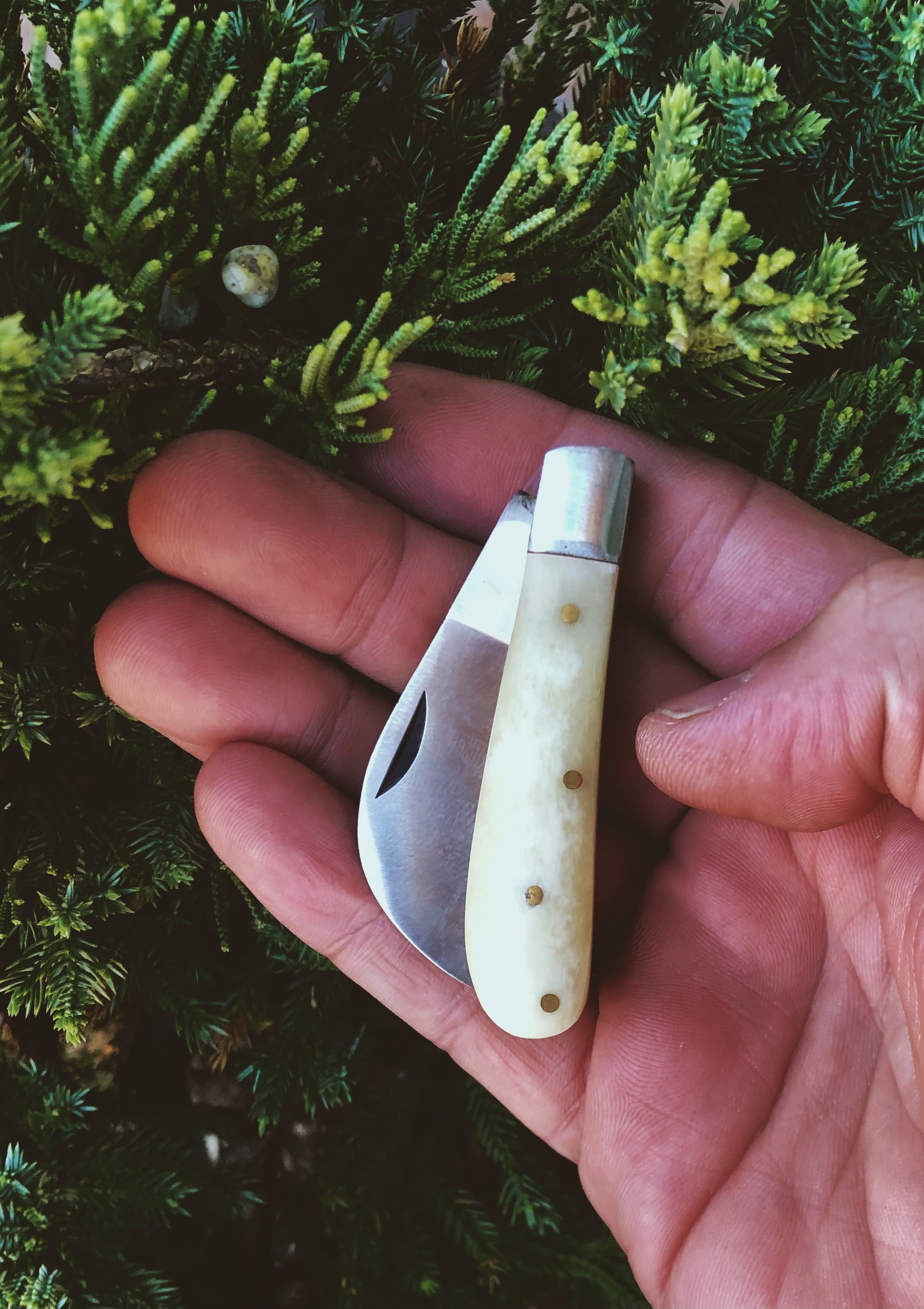 Evangeline's Vintage Foraging/Pruning Knife