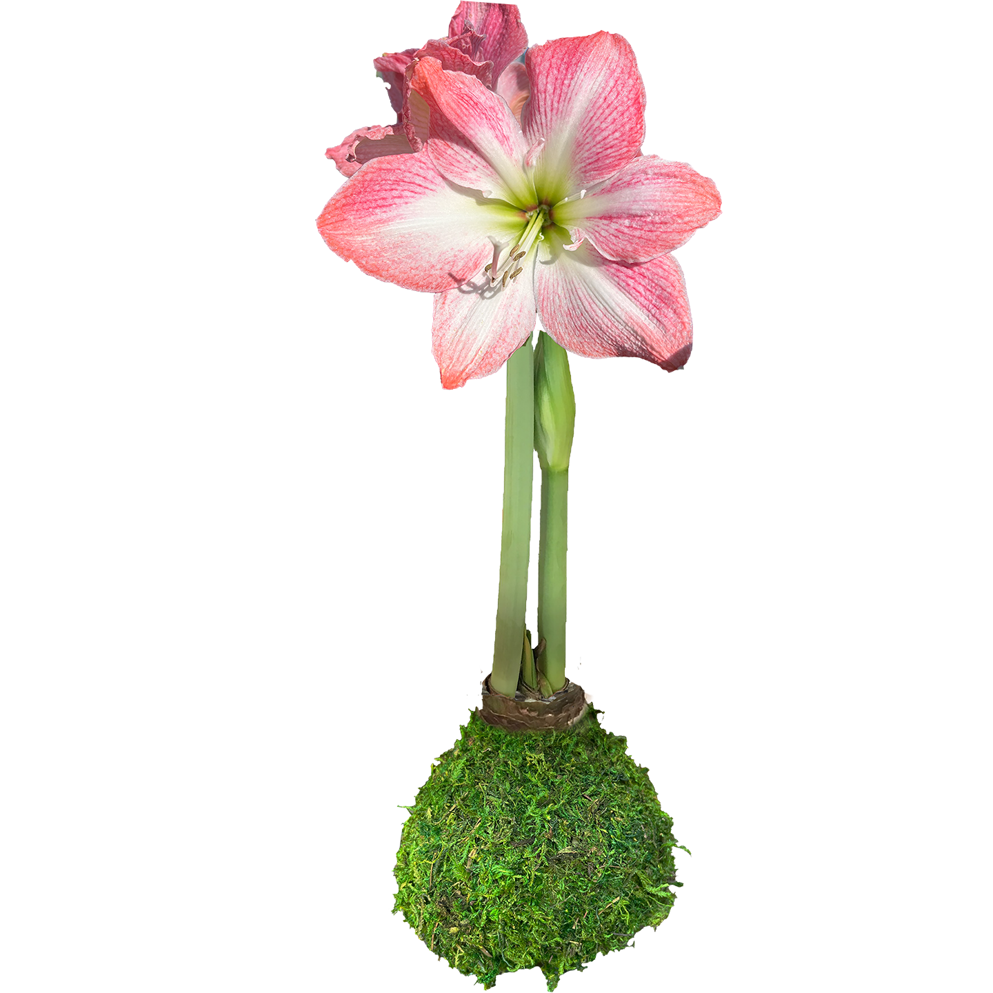 Cherry Blossom Moss Base 36+ 18 Bulbs/Case