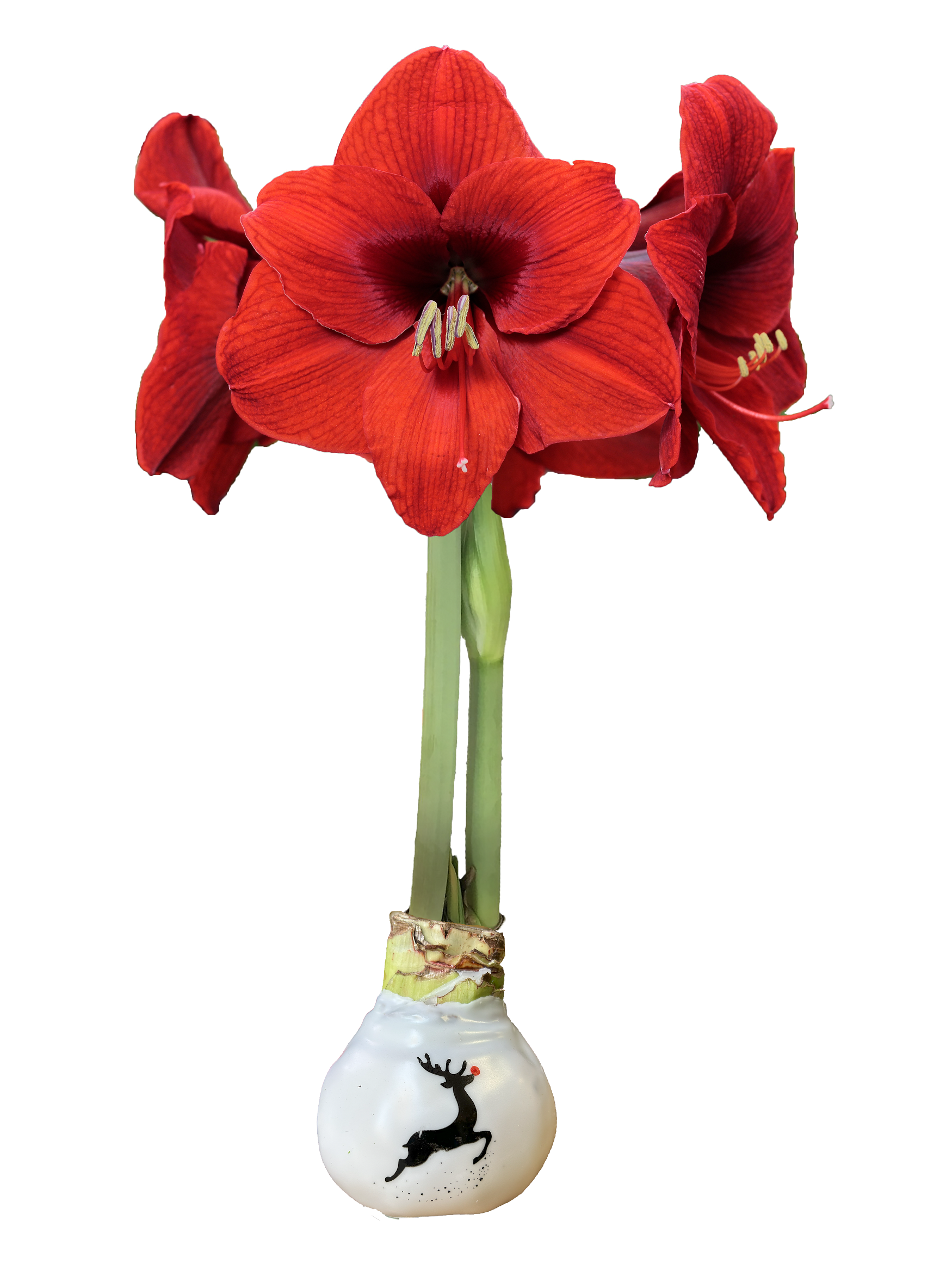 Red Lion Reindeer Print Base 36+ Case Of 18