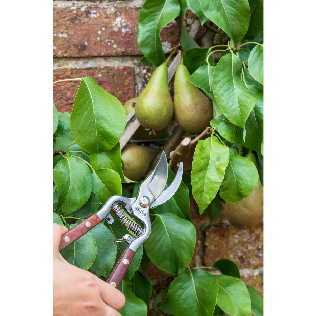 Burgon & Ball® Wood Handle Bypass Pruner & Gift Box, 3/4 in. Cut Capacity