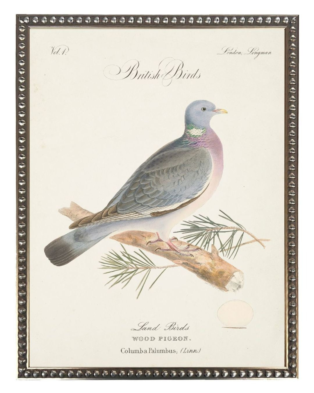 Wood Pigeon in Silver-Beaded Frame
