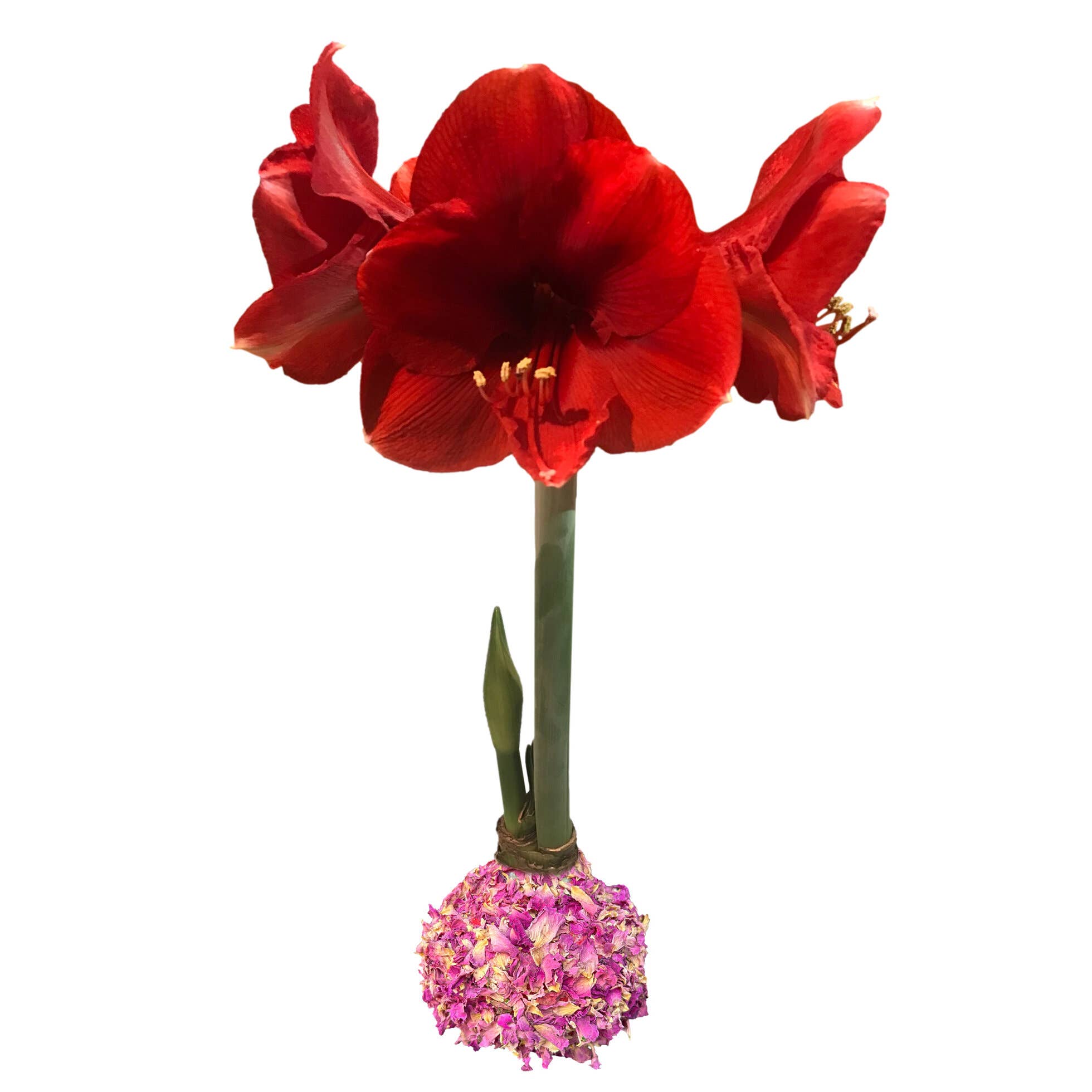 Red Lion Rose Petal Base 36+ Case Of 18