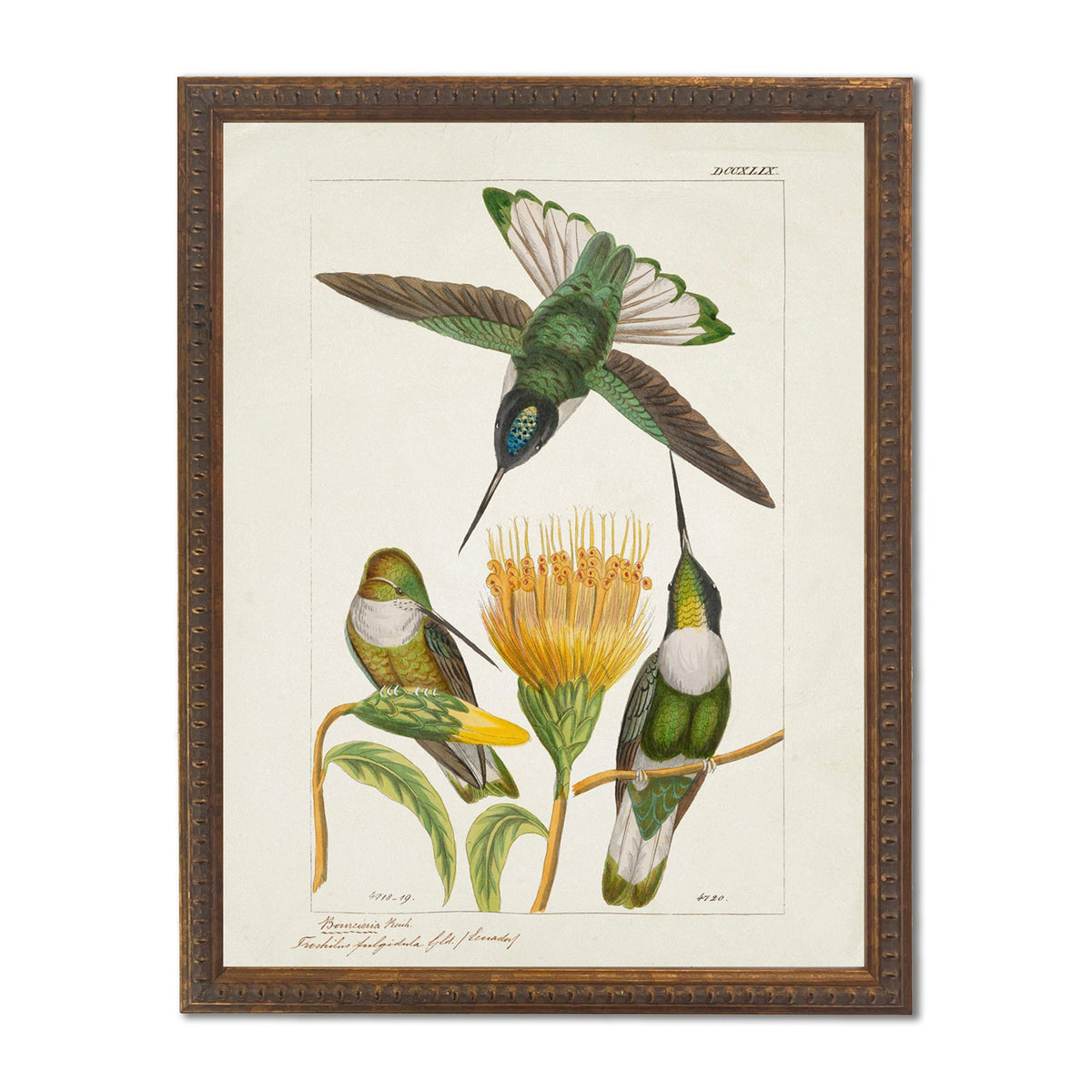 Green Hummingbirds in Gold-beaded Frame