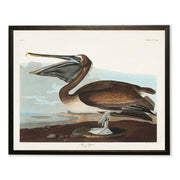 Brown Pelican in Black and Copper Frame