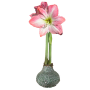 Cherry Blossom St Patrick Glitter 36+ 18 Bulbs/Case