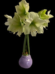 Luna Flower With Lilac Wax Base 36+ 18 Bulbs/Crate