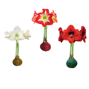 Mixed Case Glitter Bulbs 36+ 18/Case