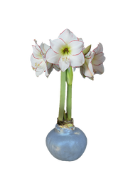 Picasso Silver Wax Base 36+ 18 Bulbs/Case