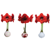 Valentines Mixed Crate 18 Bulbs/Case