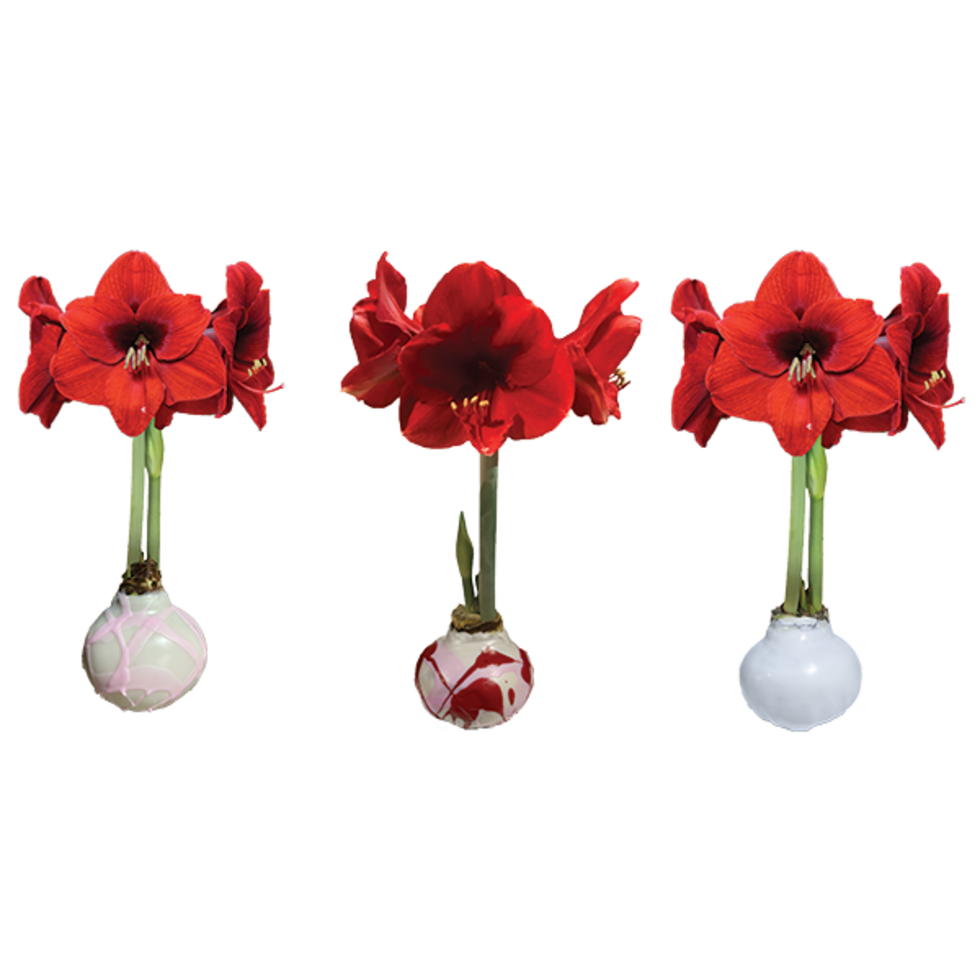 Valentines Mixed Crate 18 Bulbs/Case