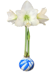 White Flower White Wax Blue Splatter Base 36+ 18 Bulbs/Case