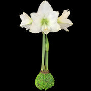 White Flower Moss Base 36+