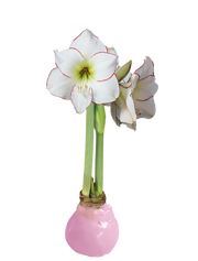 Picasso With Pink Wax Base 34+ 18 Bulbs/Case