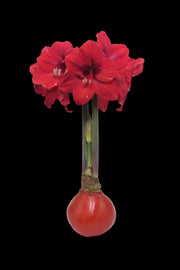 Red Lion Red Wax 36+ Case Of 18