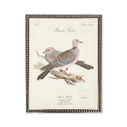 Turtle Doves in Silver-Beaded Frame