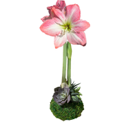 Cherry Blossom Moss Succulent Base 36+ 8 Bulbs/Case