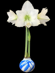 White Amaryllis Flower White Wax Blue Splatter Base 36cm+