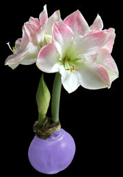 Cherry Blossom Lilac Wax 36+ 18 Bulbs/Crate