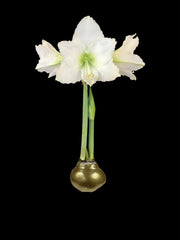 White Flower Gold Lacquer 36+