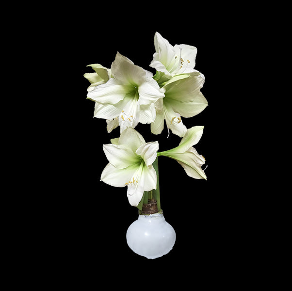 Luna Flower with White Wax Base 36+ 18 Bulbs/Case