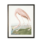 Flamingo in Black and Copper Frame