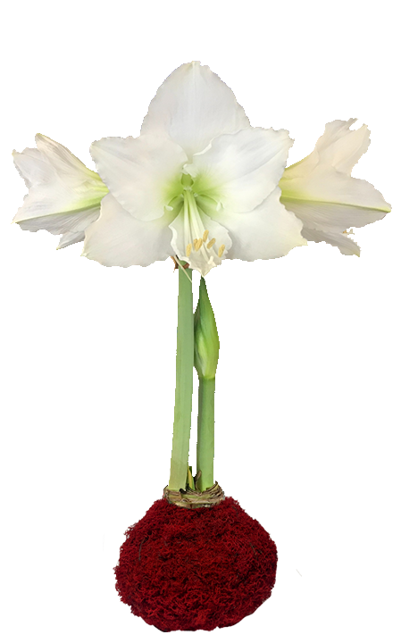 White Flower Red Reindeer Moss Base 36+ 18 Bulbs/Case