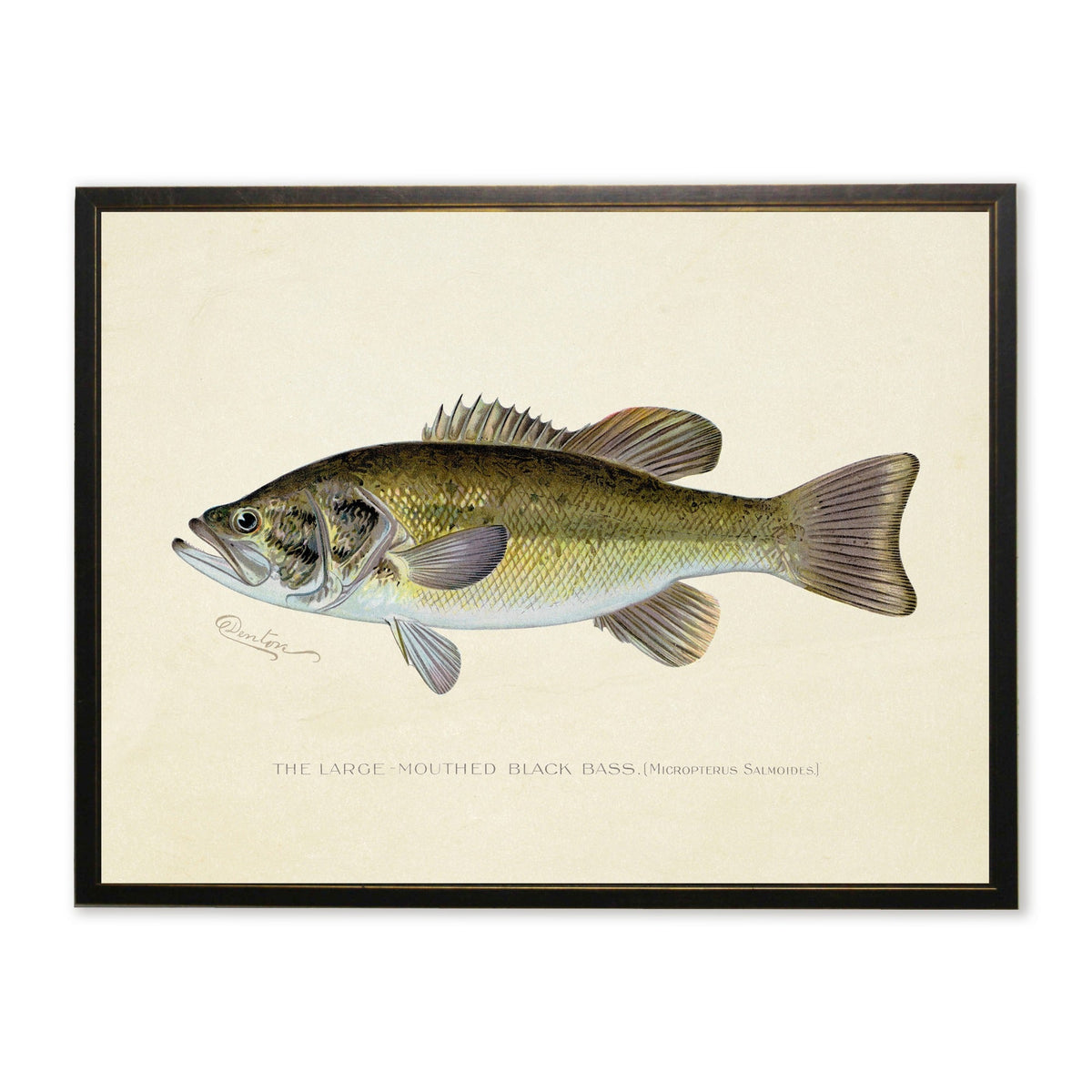 Large-Mouthed Black Bass Print in Copper and Black Frame